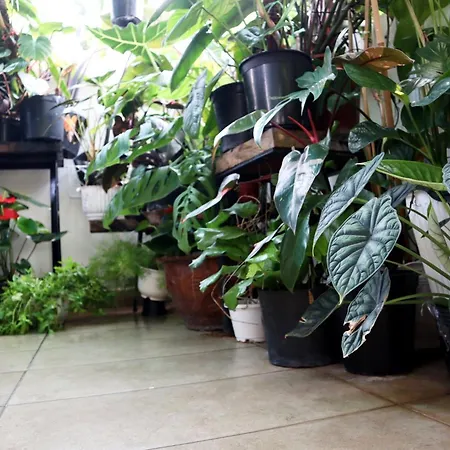 Amango Dorm-3