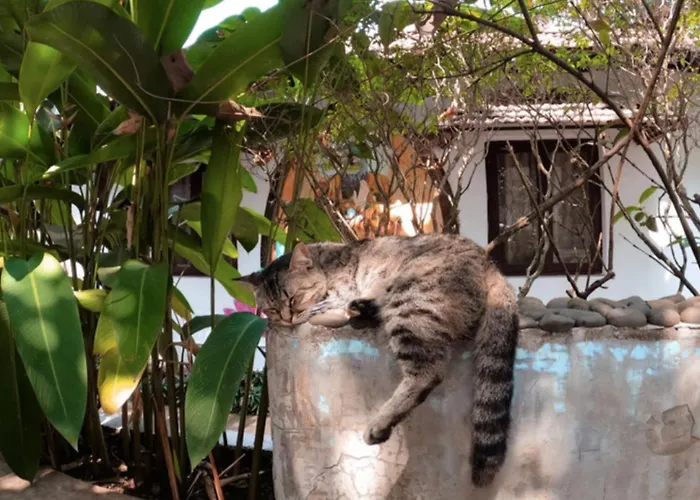 The Funky Monkey Hostel Anjuna